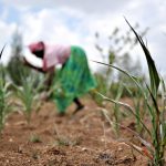 Woman-works-in-field-in-k-011